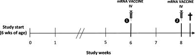B-cell lymphoblastic lymphoma following intravenous BNT162b2 mRNA booster in a BALB/c mouse: A case report